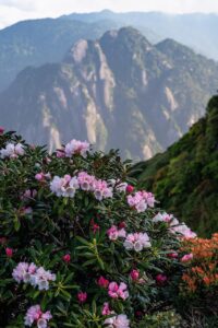 屋久島のパワースポットで訪れるべきおすすめの場所は？