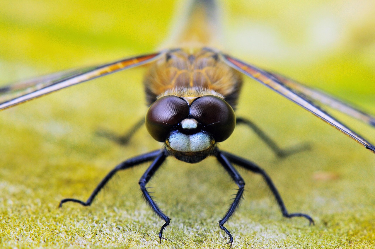 大分のパワースポットで心身をリフレッシュする方法は？