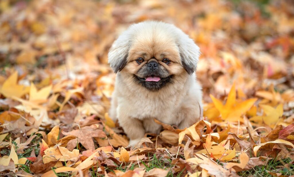 福岡の恋愛神社で願いを叶えるための参拝方法は？