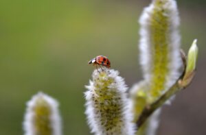 宇佐神宮お守りの種類と効果について知りたいことは？