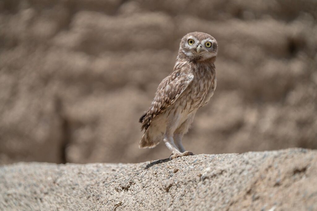 宇佐神宮で人気のお守りの種類はどれ？