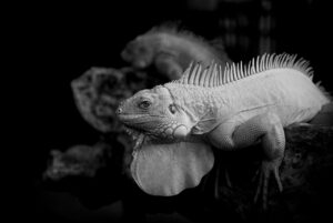 安産祈願で有名な熊本の神社はどこですか？