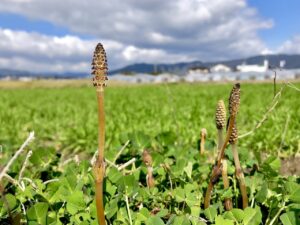 佐賀の勝運パワースポットで運気を上げる方法は？